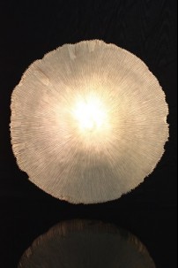 25"W x 6"H CORAL CIRCLE WALL PIECE [480664] SHIPS PALLET ONLY 