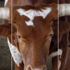 TRYPTIC, STEER CANVAS WRAPPED PRINT, 36x72"