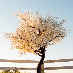 Starlit Forest Trees