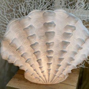 STANDING SCALLOP, 14x8"