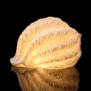 TONNA GALEA SHELL, 12.25x7.75"