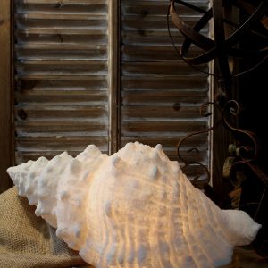 SHELL LAMP 18x10x7.5"