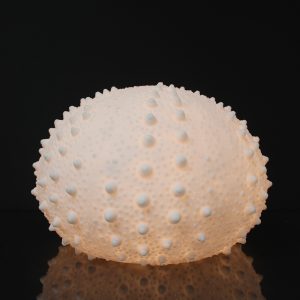 SEA URCHIN 13.5x9"