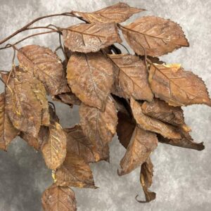 AMBER RUST LEAVES 43"