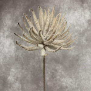 SILVER SUCCULENT 31.5"